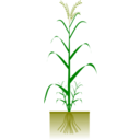 Cereal Plant