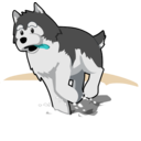 download Husky Running In Snow clipart image with 180 hue color