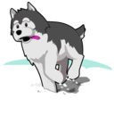 download Husky Running In Snow clipart image with 315 hue color