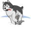 Husky Running In Snow