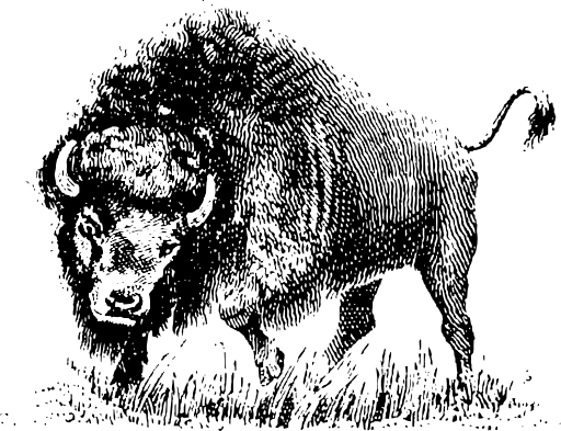 Buffalo