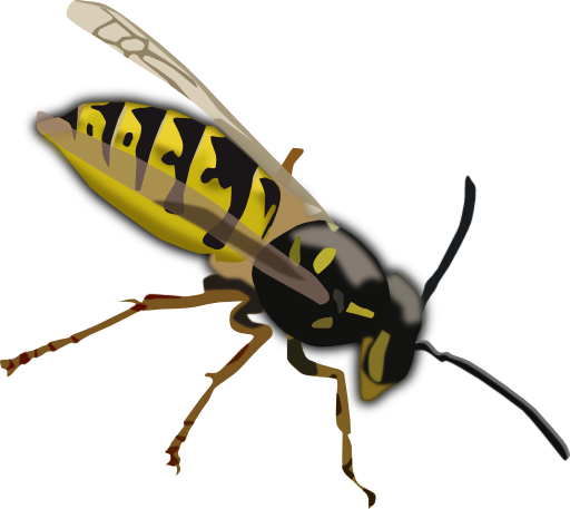 Wasp