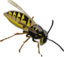 Wasp