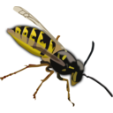 Wasp