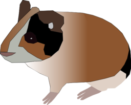 Guinea Pig