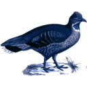 download Tetraophasis Obscurus clipart image with 180 hue color