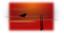 Bird On Wire