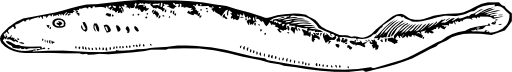 Eel