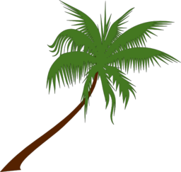 Palm Tree