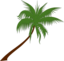 Palm Tree