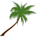 Palm Tree