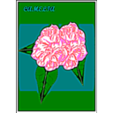 Camelia