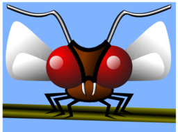 Mosca