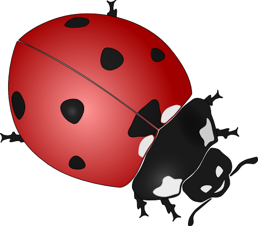 Ladybug