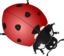 Ladybug