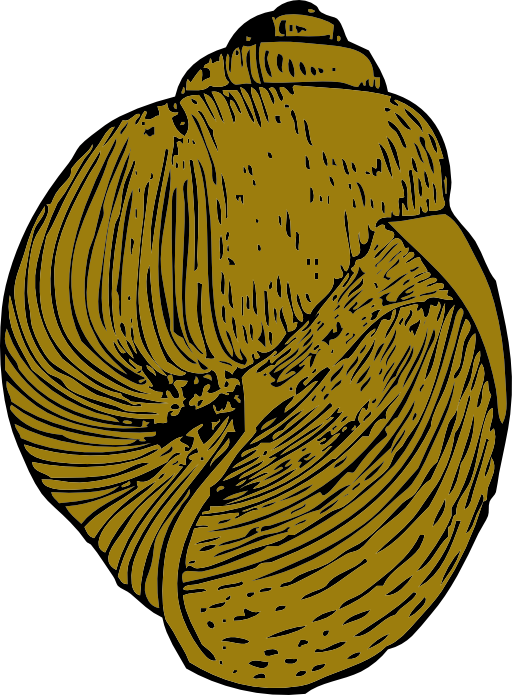Snail Shell