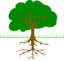 Tree Branches And Root 01r