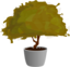 Planta Plant