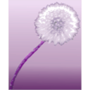 download Pusteblume 2 Dandelion Clock clipart image with 225 hue color