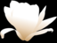 Magnolia White Patricia 03r