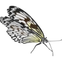 download Butterfly clipart image with 0 hue color