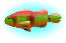 Colourful Fish