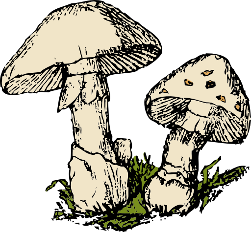 Two Mushrooms
