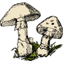 Two Mushrooms