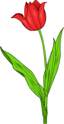 Colored Tulip