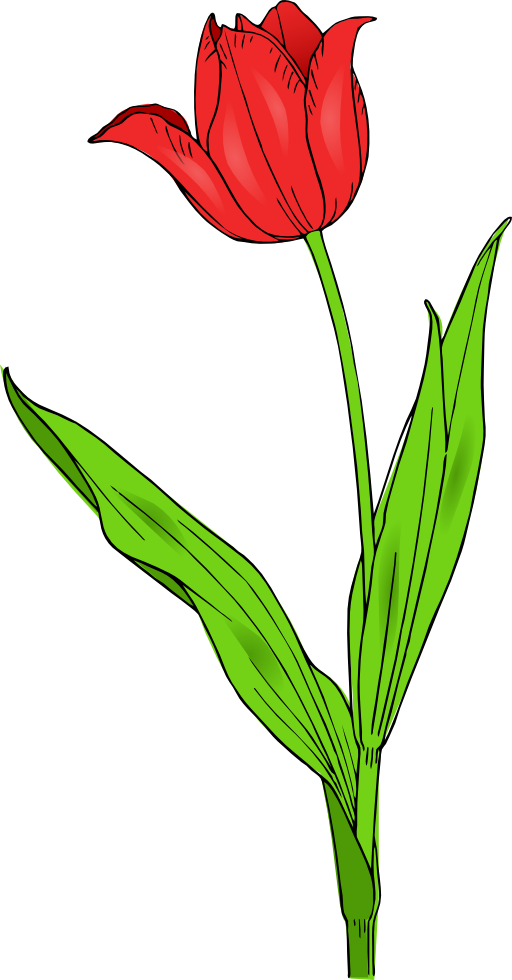 Colored Tulip