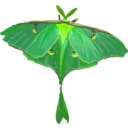 download Luna Moth Actias Luna clipart image with 45 hue color