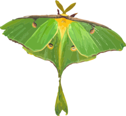 Luna Moth Actias Luna