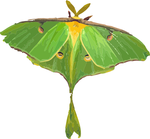 Luna Moth Actias Luna