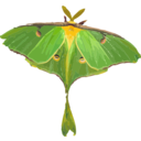 download Luna Moth Actias Luna clipart image with 0 hue color