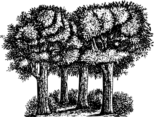Group Of Trees