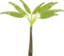 Palm Tree