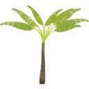 Palm Tree