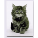 download Sweet Kitten clipart image with 45 hue color