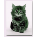 download Sweet Kitten clipart image with 90 hue color