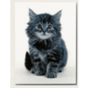 download Sweet Kitten clipart image with 180 hue color