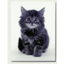 download Sweet Kitten clipart image with 225 hue color