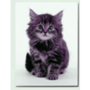 download Sweet Kitten clipart image with 270 hue color