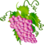 Grappe