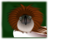 Philippine Eagle