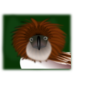 Philippine Eagle