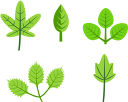 Set Of Leaves