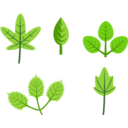 Set Of Leaves