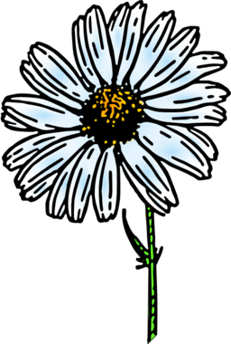 Colored Daisy 1