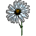 Colored Daisy 1