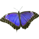 download Morpho Peleides clipart image with 45 hue color